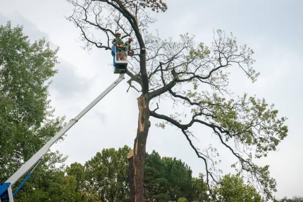 Professional Tree Service in Hilltop, SC